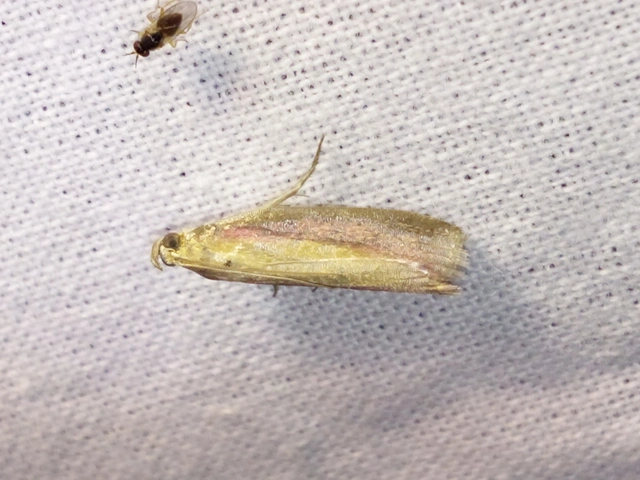 Oncocera semirubella - lucernamoly