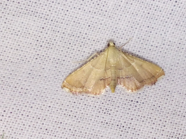 Endotricha flammealis - tüzesszárnyú fényilonca