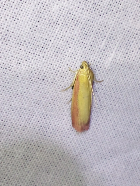 Oncocera semirubella - lucernamoly