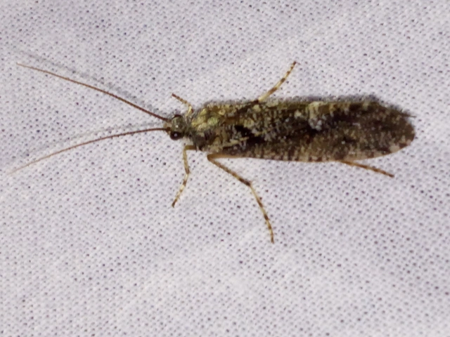 Trichoptera - Tegzesek