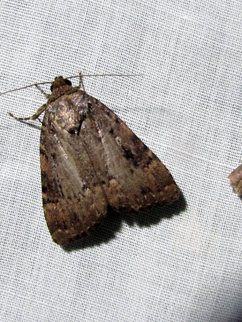 Amphipyra pyramidea - fahéjszínű bagoly