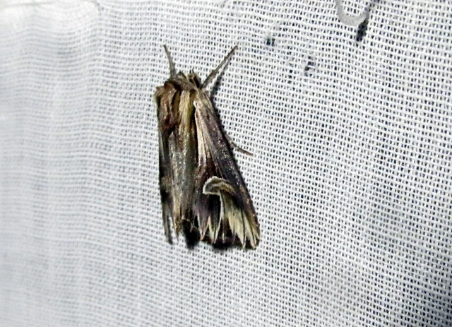 Actinotia polyodon - nagy sugarasbagoly