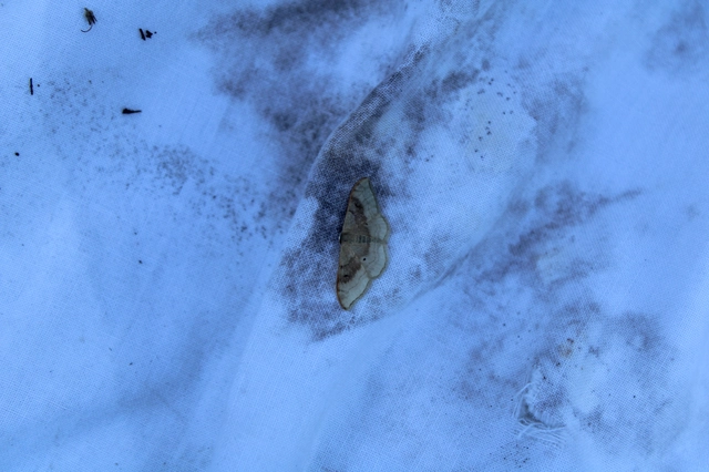 Idaea degeneraria - barnasávos araszoló
