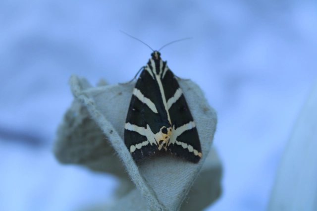 Euplagia quadripunctaria - csíkos medvelepke
