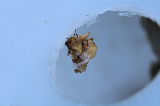 Selenia lunularia - egyfoltos holdasaraszoló