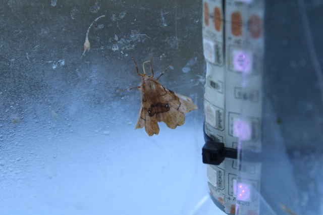 Selenia lunularia - egyfoltos holdasaraszoló