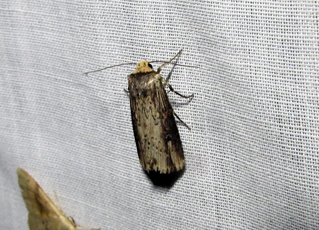 Axylia putris - vonalkás földibagoly