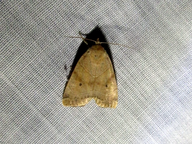 Cosmia trapezina - közönséges lombbagoly