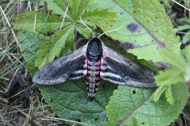 Sphinx ligustri - fagyalszender