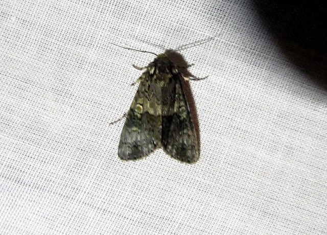 Craniophora ligustri - fagyalbagoly