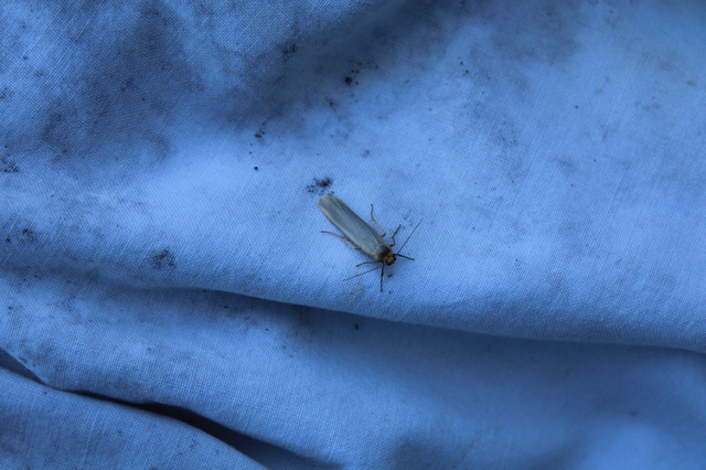 Eilema complana - közönséges zuzmószövő