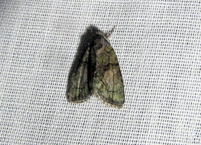 Cryphia algae - sárgászöld zuzmóbagoly