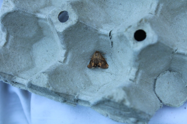 Apoda limacodes - kagylólepke