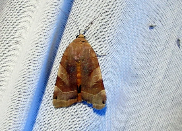 Noctua fimbriata - szélessávú sárgafűbagoly