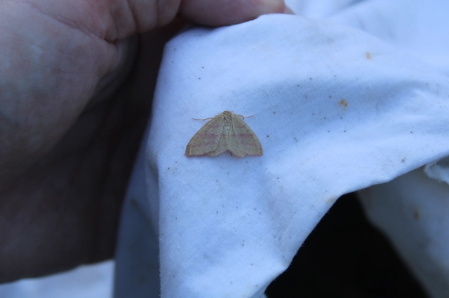 Rhodostrophia vibicaria - pirosszélű araszoló