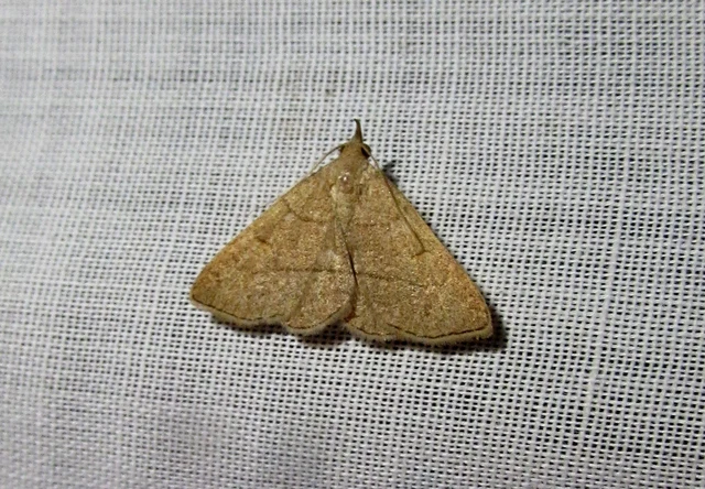 Paracolax tristalis - sárgás karcsúbagoly
