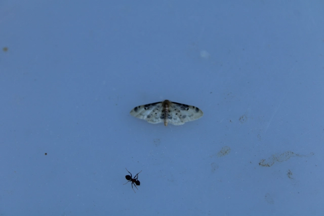 Idaea filicata - sötéttövű apróaraszoló