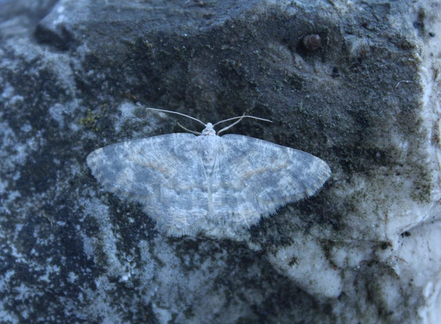 Charissa variegata - tarka sziklaaraszoló