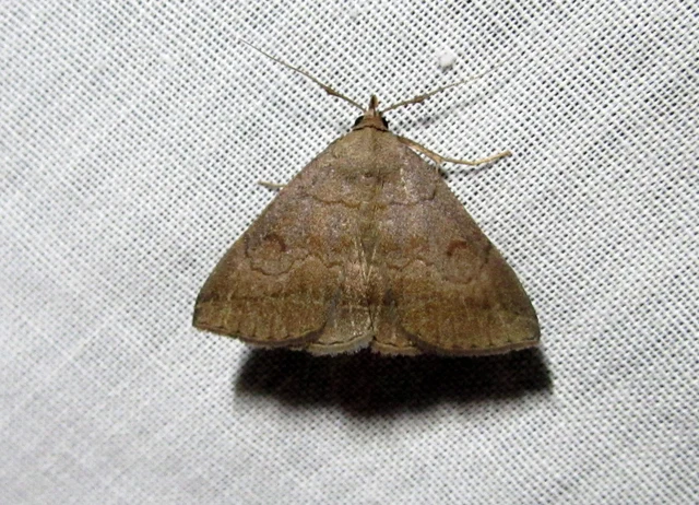 Zanclognatha lunalis - pelyheslábú karcsúbagoly
