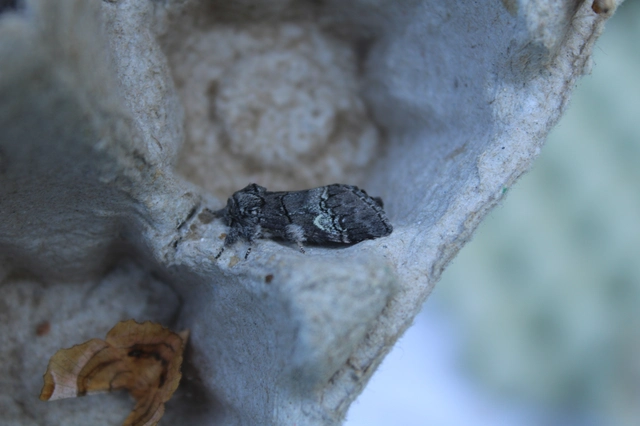 Drymonia querna - tölgyfa-púposszövő