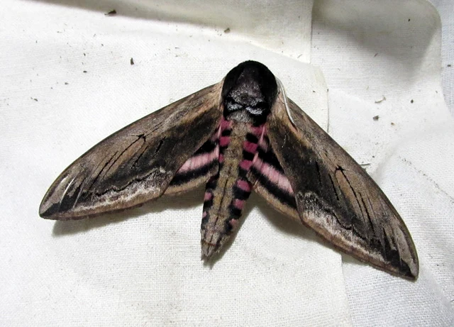 Sphinx ligustri - fagyalszender