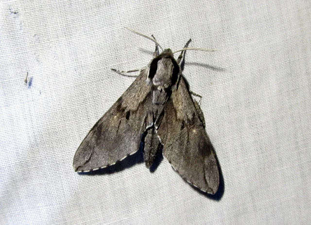 Hyloicus pinastri - fenyőszender