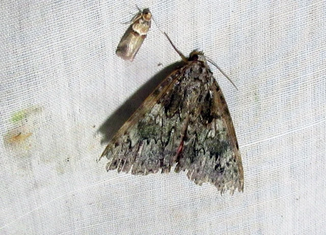 Catocala promissa - kis tölgyfa-övesbagoly