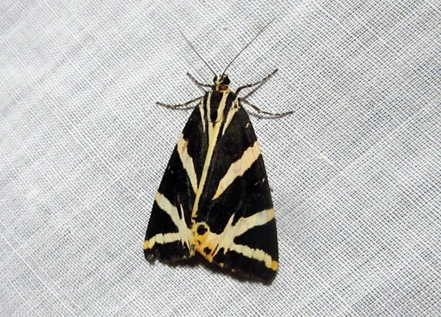Euplagia quadripunctaria - csíkos medvelepke
