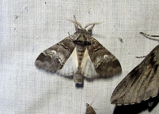 Drymonia querna - tölgyfa-púposszövő