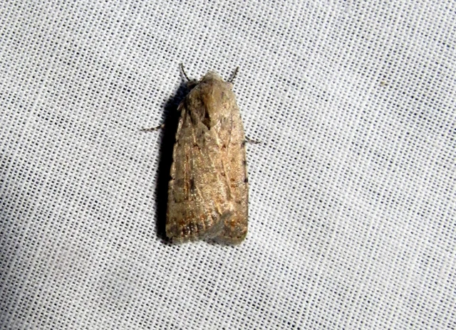 Paradrina clavipalpis - közönséges selymesbagoly
