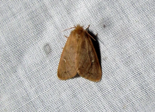 Ocneria rubea - rőt gyapjaslepke