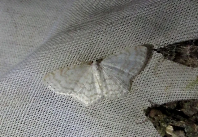 Asthena albulata - gyertyán-fehéraraszoló