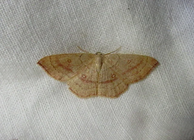 Cyclophora linearia - vonalas pettyesaraszoló