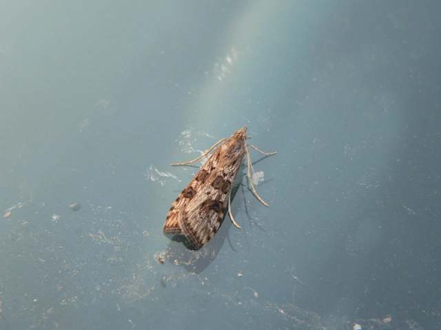 Nomophila noctuella - közönséges vándormoly