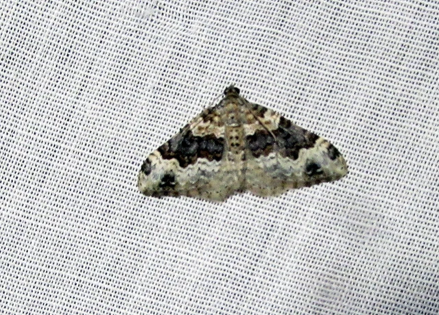 Epirrhoe galiata - sávos galajaraszoló