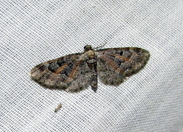Eupithecia icterata - rozsdafoltos törpearaszoló