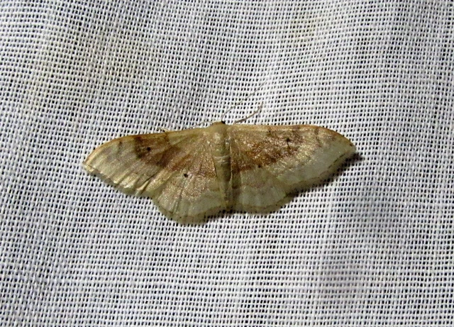 Idaea degeneraria - barnasávos araszoló