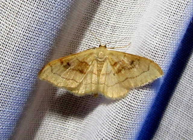 Idaea rubraria - vörössávos araszoló