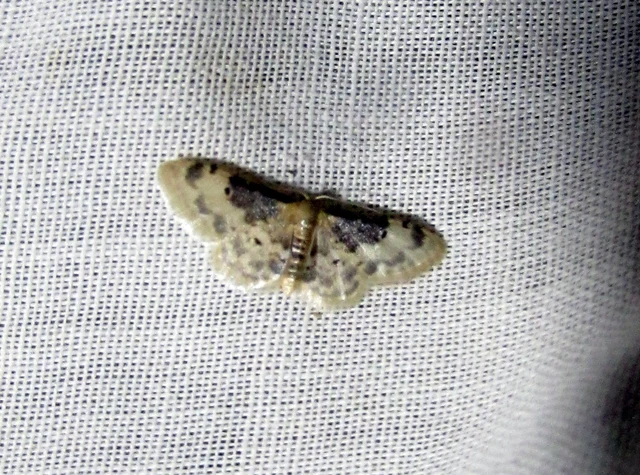 Idaea filicata - sötéttövű apróaraszoló