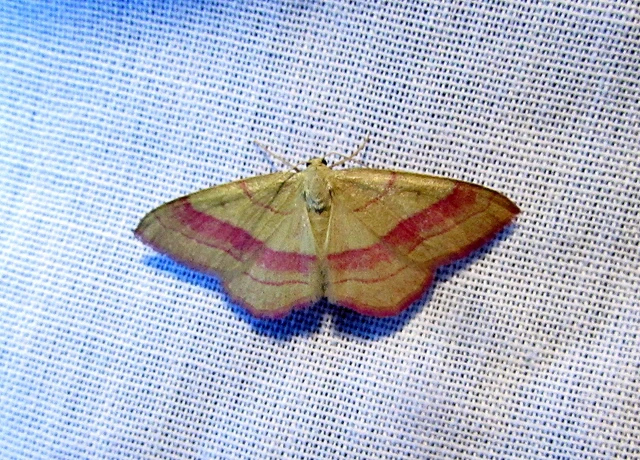 Rhodostrophia vibicaria - pirosszélű araszoló