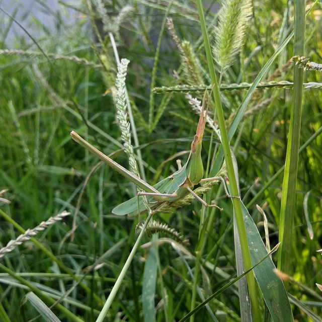 Acrida ungarica - sisakos sáska Acrida ungarica - sisakos sáska