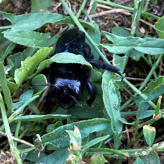 Xylocopa valga - gyakori fadongó