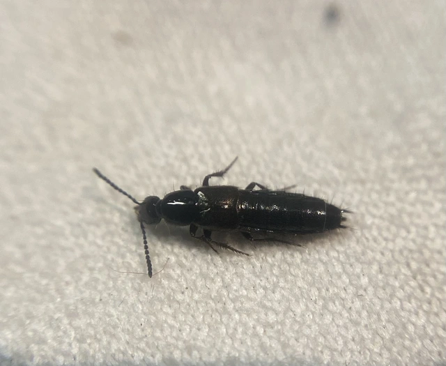 Philonthus concinnus - közönséges ganajholyva