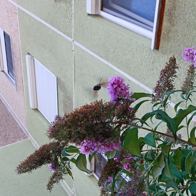 Macroglossum stellatarum - kacsafarkú szender