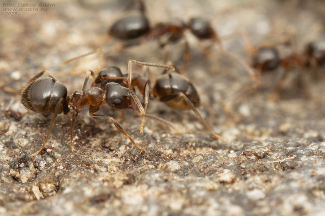 Lasius alienus - kövi feketehangya
