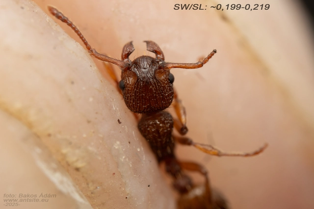 Myrmica sabuleti - gyakori bütyköshangya