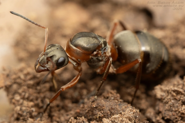 Formica cunicularia - gyakori rabszolgahangya