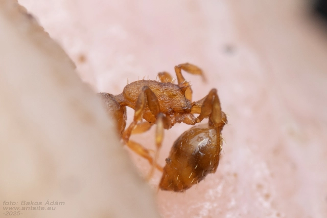 Temnothorax crassispinus - gubacslakó kéreghangya