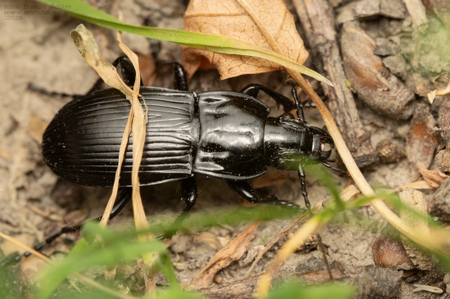 Abax parallelepipedus - félbordás szélesfutó