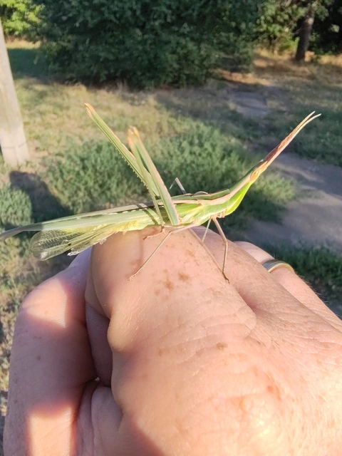 Acrida ungarica - sisakos sáska Acrida ungarica - sisakos sáska